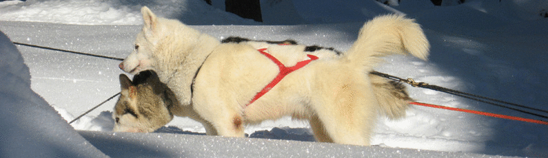 Chiens de traîneau