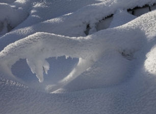 Branche enneigée - Cordon