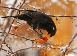 Oiseau en hiver - Cordon