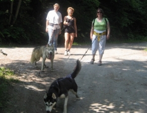 cani-rando chiens nordiques