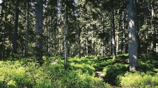 Sentier ludique découverte de la forêt