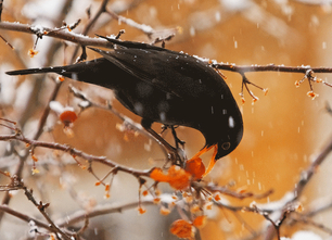 Oiseau en hiver - Cordon Oiseau en hiver - Cordon