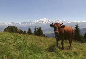 Alpages en Haute-Savoie dans la région de Cordon