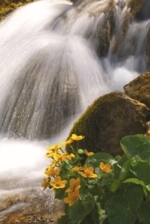 Paysage à Cordon Paysage à Cordon