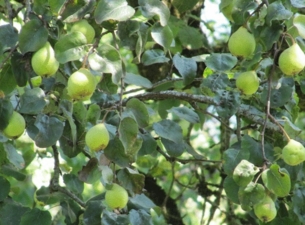 Poires quartier Poires quartier