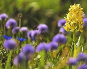 Paysage à Cordon Paysage à Cordon