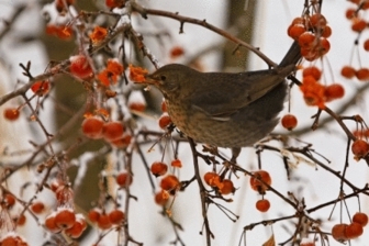 Faune à cordon Faune à cordon