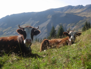 Vaches dans les alpages Vaches dans les alpages