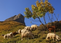 Cordon Croise Baulet